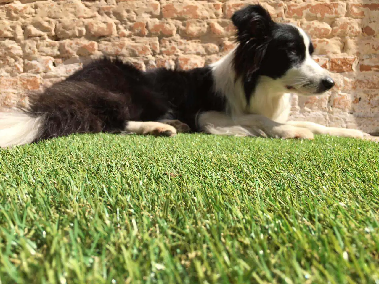 Cachorro deitado sobre grama sintética em área externa